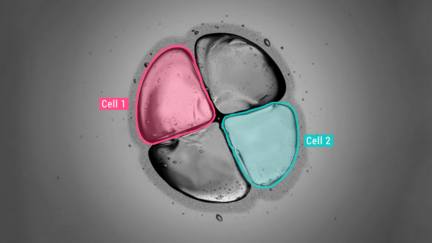 BioTech - Microscopic Cell Labeling to optimize Model Detection for Agri-Food Industry